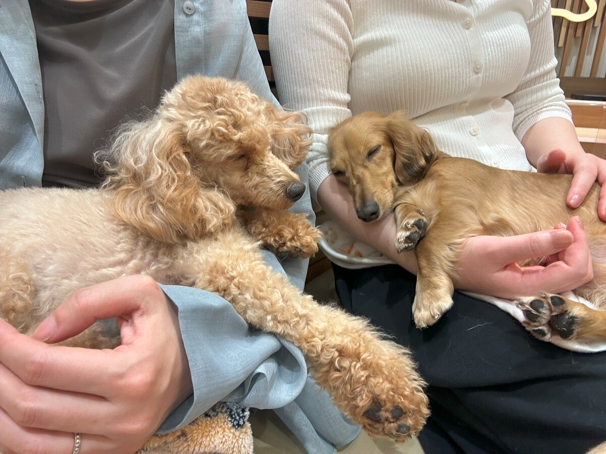 １年が半分終わった！日々の癒しを求めた鎌倉散歩Day。